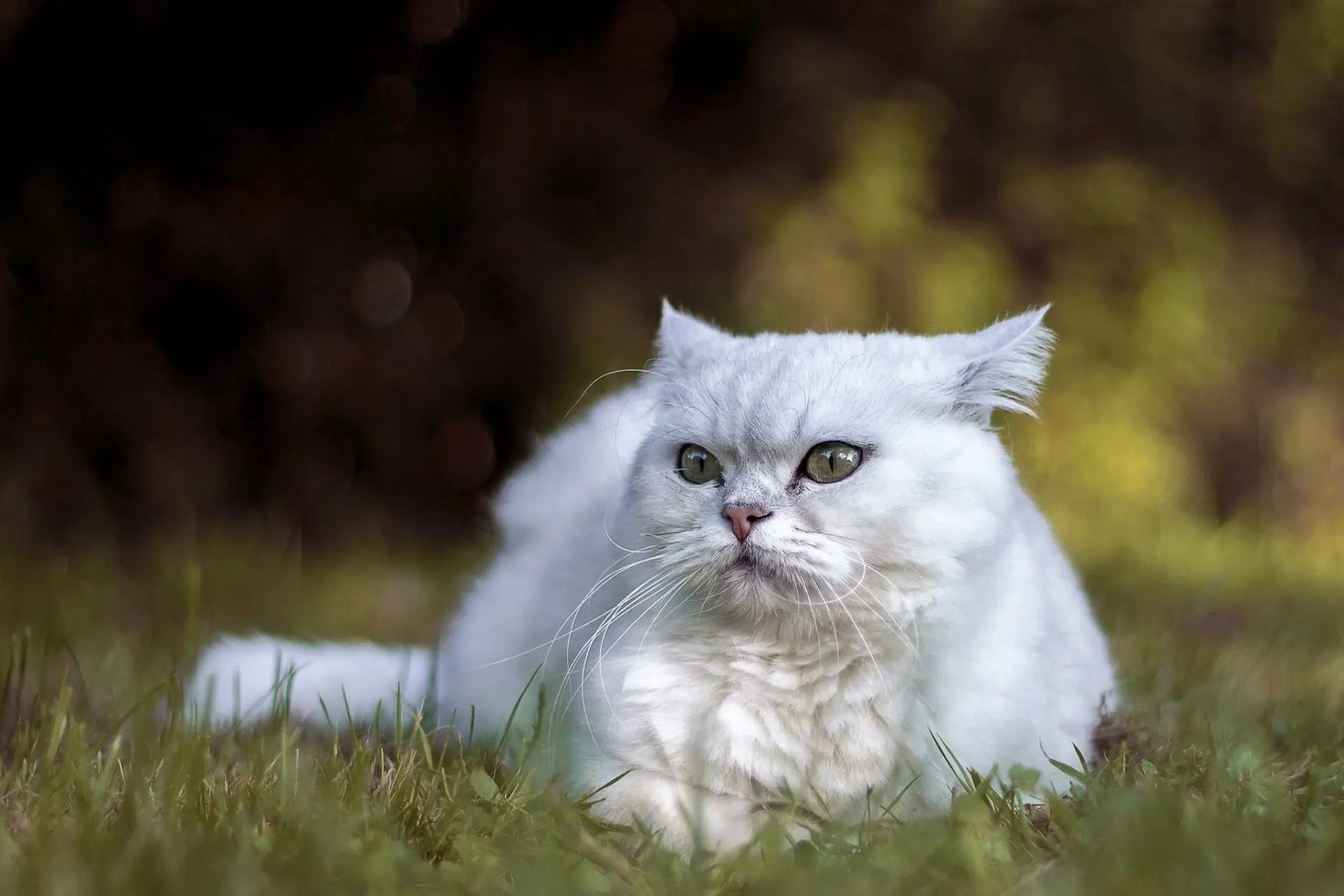 Portrait chat orne photographe argentan flers Portrait chat orne photographe argentan Flers